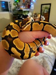 Guilty over having a spider morph : r/ballpython