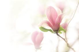 Spring Vintage Flowers Magnolia Vintage Flowers Blurry Lights Magnolia