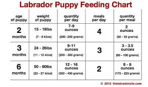 Feeding Your Labrador Puppy How Much Diet Charts And The