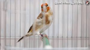 ما سبب تغير لون البول إلى أصفر غامق. Ù‚ÙˆØ§Ø¹Ø¯ Ø¹Ù„Ù… Ø§Ù„Ø£Ù„ÙˆØ§Ù† ÙÙŠ Ø§Ù„Ø­Ø³ÙˆÙ† Ù…Ø§ÙƒØªÙŠÙˆØ¨Ø³ Ø§Ù„ØªØ¬Ù…Ø¹ Ø§Ù„Ø¯ÙˆÙ„ÙŠ Ù„Ø£ØµØ¯Ù‚Ø§Ø¡ Ø§Ù„Ø­Ø³ÙˆÙ† ÙØªØ­ØªÙŠ ÙƒÙˆØ¯Ø±ÙŠ