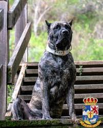 Where can i buy a presa canario dog? 9 Perro De Presa Canario Ideas In 2021 Presa Canario Brindle Puppies