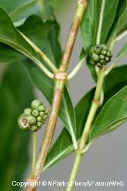 Image result for Morinda angolensis