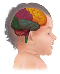 Surgical and Perioperative Management of Patients with Anatomic Anomalies