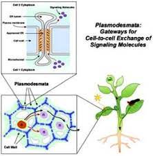 Edward tangl first discovered these in 1885. Function Of Plasmodesmata