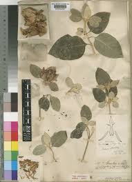 Image result for Barleria albostellata
