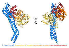 Image result for Haptoglobin