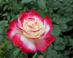 Изображение: Роза Double Delight