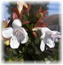 Check spelling or type a new query. Shrubs For Sun Sun Loving Shrubs