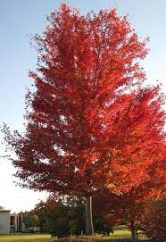 Silver Maple Tree Silver Maple Tree Fast Growing Shade Trees Shade Trees
