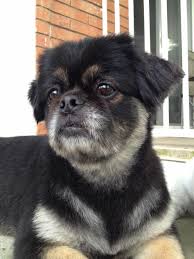 Black And Tan Dog Breeds List Guinness Is Getting Old And Gray Pekingese Dog Oldman Pekingese Dogs Black And Tan