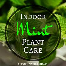Corsican mint groundcover can grow well in partial shade. Indoor Mint Plant Care For Year Round Mint The Girl With A Shovel