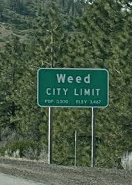 Weed, California