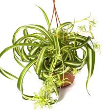 Chlorophytum comosum, often called spider plant but also known as airplane plant, st. Curly Spider Plant Bonnie Chlorophytum Comosum My Garden Life