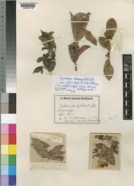 Image result for Xylotheca tettensis