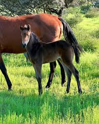 Image result for tbn:tVj6rqcH-AQR9M::www.pregonagropecuario.com.ar/images/caballo_overo.jpg