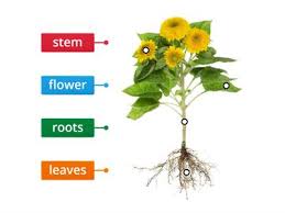 In plants photosynthesis takes place in chloroplasts. Label A Tree Teaching Resources