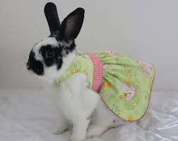 Reversible Bunny Harness Dress Two For The Price Of By Turvytopsy 35 00 Pet Rabbit Clothes Pet Bunny Cute Baby Bunnies