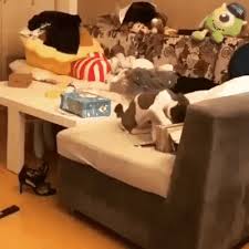 Somewhere Here I Hid My Money Gif Funny Animal Videos Funny Cats Funny Animals On desktop right click the animation and select save.