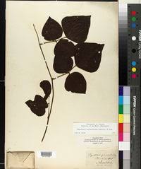 Image result for Rhynchosia holstii