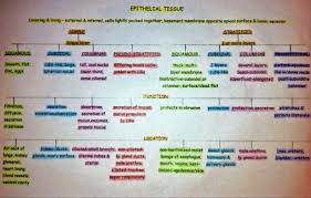 Pin By Nichole Kilinc On Medical Anatomy Physiology