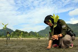 Indonesia memiliki garis pantai yang panjang yang terbentang dari barat ke timur. Pilih Mana Restorasi Hutan Bakau Secara Bersama Atau Perseorangan Mongabay Co Id