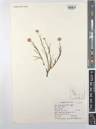 Image result for Athroisma gracile