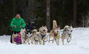 Ukrayna Nin En Iyi Kayak Merkezi Olan Bukovel De Kizak Kopekleri Ile Gezmek Ayri Bir Zevk Dogs Animals Husky