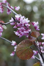 Forest Pansy Redbud Redbud Tree Trees To Plant Plants