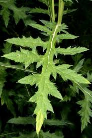 Image result for Sphaeranthus foliosus