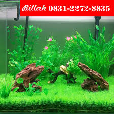 Berikut daftar 10+ merek, ukuran, dan harga aquarium terjangkau dan berkualitas disertai dengan tips perawatan aquarium ini memiliki desain yang inovatif dengan pengoperasian yang mudah, sehingga tidak merepotkan tampilannya yang menarik dapat anda manfaatkan sebagai hiasan interior rumah. Rajanya Aquarium Wa 62 831 2272 8835 Rumput Sintetis Aquarium Rumput Sintetis Aquascape Jual Rumput Sintetis Aquarium Jual Rotan Sintetis Gulungan Jual Rotan Sintetis Jakarta Jual Rotan Sintetis Jogja Jual Rotan Si