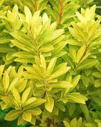 This a bright yellow foliage provides great contrast against red stemming and a great contrast in the landscape. Florida Sunshine Anise 2 Gallon Shrub Shrubs For Summer Color Gardener Direct
