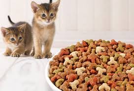 Umumnya, kucing memerlukan asupan protein, rendah karbohidrat, mineral, dan vitamin untuk mendukung. Tips Agar Kucing Bisa Gemuk Pet Food Indonesia
