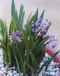 Image result for Ledebouria cooperi