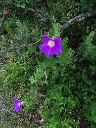 Image result for Ipomoea tenuipes