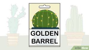 Browse 373 golden barrel cactus stock photos and images available, or search for agave or prickly pear to find more great stock photos and pictures. 3 Ways To Grow Golden Barrel Cactus Wikihow
