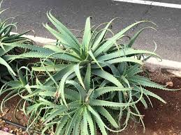 When they bloom, harvest them and hang them up to dry. Aloe Vera Care Guide All You Need To Know