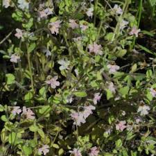 Image result for Diclis reptans