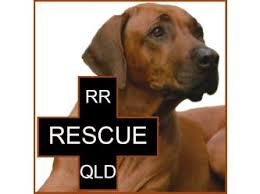 Check spelling or type a new query. Rhodesian Ridgeback Rescue Qld Petrescue