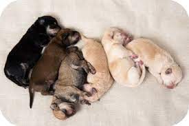 Which One Is The Runt Of The Litter Should I Buy The Runt Wild Barkers
