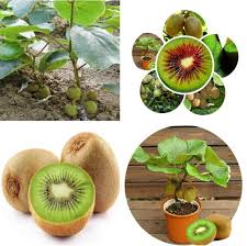 Thailand Mini Kiwi Fruit Seeds Buy Online At Best Prices In Pakistan Daraz Pk