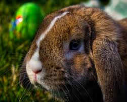 Lustige bilder zu ostern kostenlos hylenmaddawardscom. Frohe Ostern Auf Dem Bildschirm Softonic