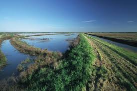 Learn more about these important habitats wwf is working to conserve. Wetlands Water Education Foundation