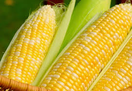 Hasil gambar untuk gambar serealia