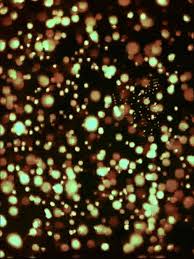 Black And Gold Glitter Background Gif Https Encrypted Tbn0 Gstatic Com Images Q Tbn 3aand9gcqqgpu4jw4xcglo5hp Vcsbeoxqivqvgbnbww Usqp Cau