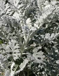 Types of dusty miller plant. Dusty Miller Senecio Cineraria Wisconsin Horticulture