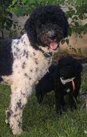 Schnoodle puppies for sale and dogs for adoption. Giant Schnoodle Dog Breed Information And Pictures