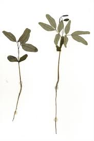 Image result for Cassia burttii