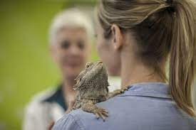 We care for exotic pets, too exotic pet vet in boston, ma while dogs and cats are our most frequent visitors, we also welcome various exotic animals to our clinic here in boston. Exotic Pet Veterinarians In Michigan