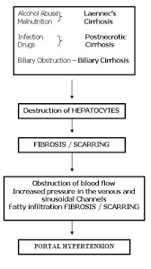 hypertency flow chart pathophysiology of portal hypertension