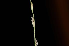 Image result for Tripogon